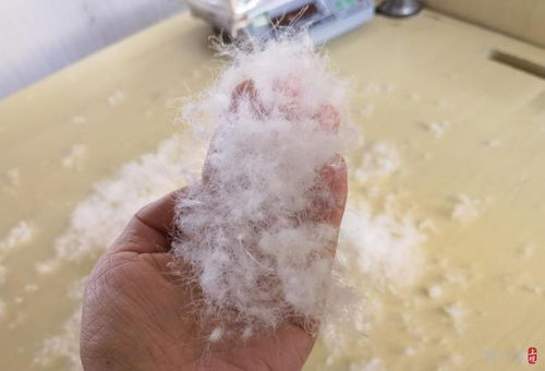 700元與7000元的羽絨服有什么區(qū)別 價格差異背后,還有產(chǎn)業(yè)發(fā)展之問